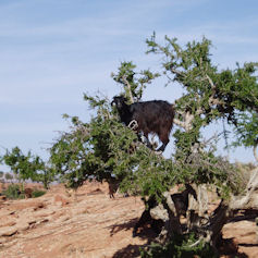 Goat in a tree in the desert