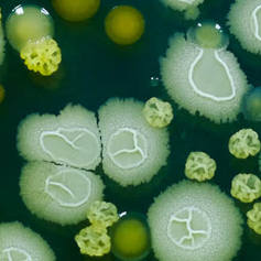 Close up of colourful microscopic samples