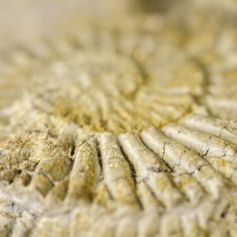 Close up of a fossil
