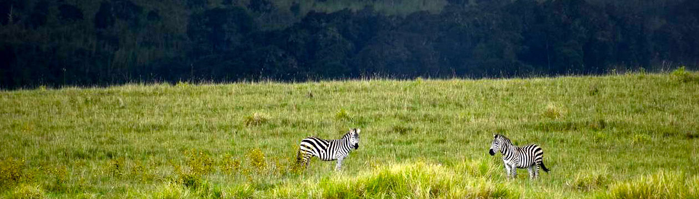 Two zebras on a grassy plain.